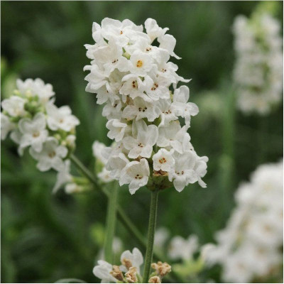 Лаванда Біла  (р9)